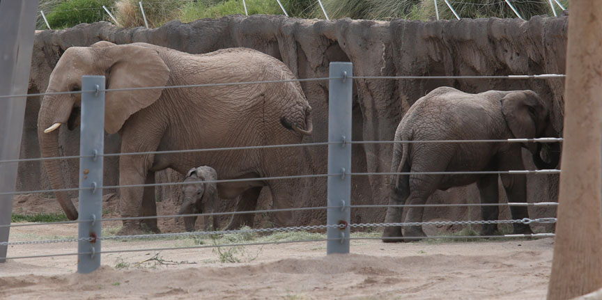 elephant baby with mom and brother