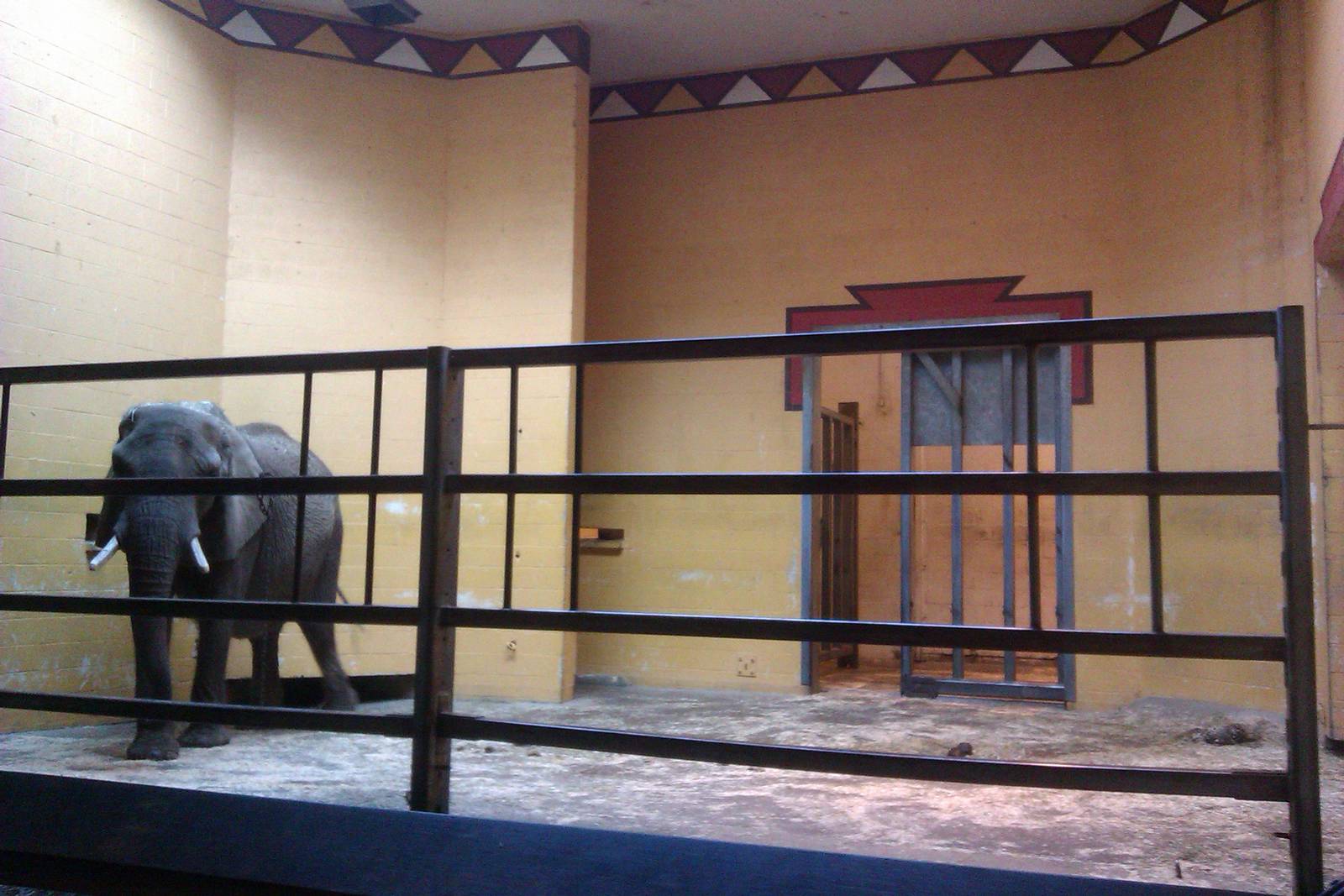 elephant barn first viewing