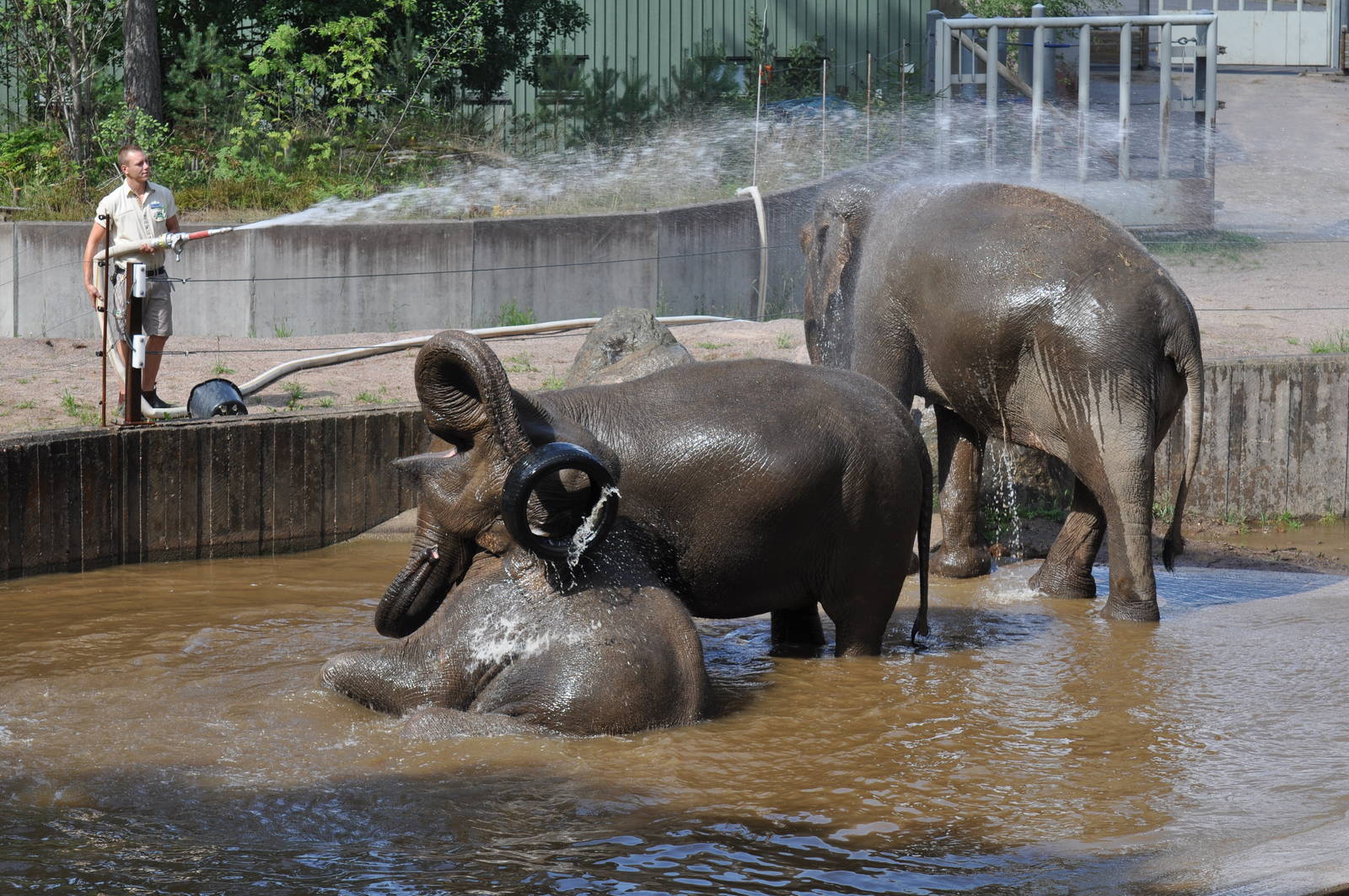Elephant bath