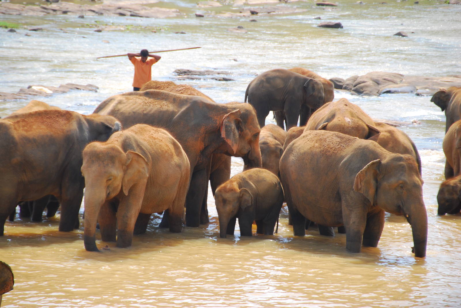 Elephant Bath