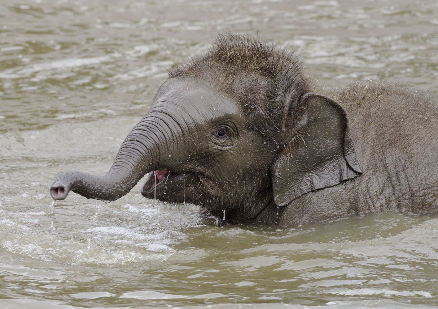 Elephant bathtime