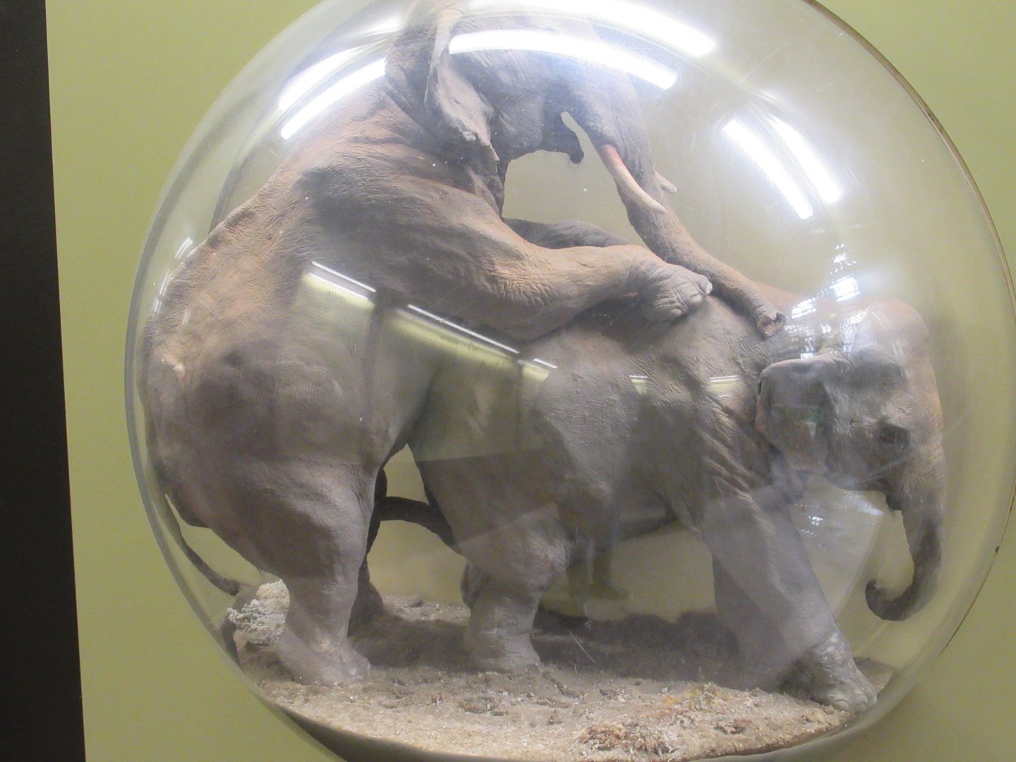 Elephant behaviour model