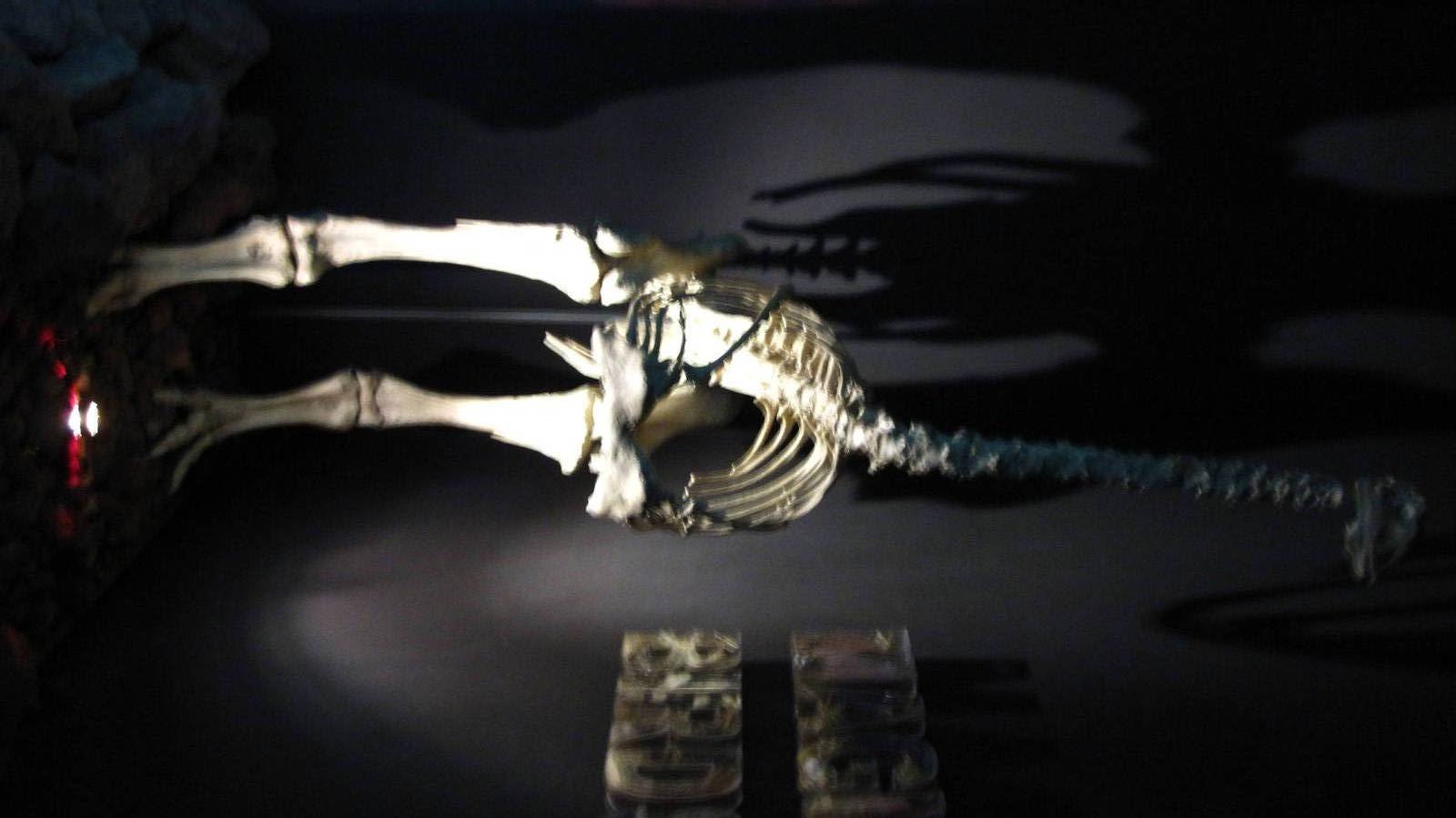 Elephant Bird Fossil, Bird Discovry Centre - Jurong Bird Park