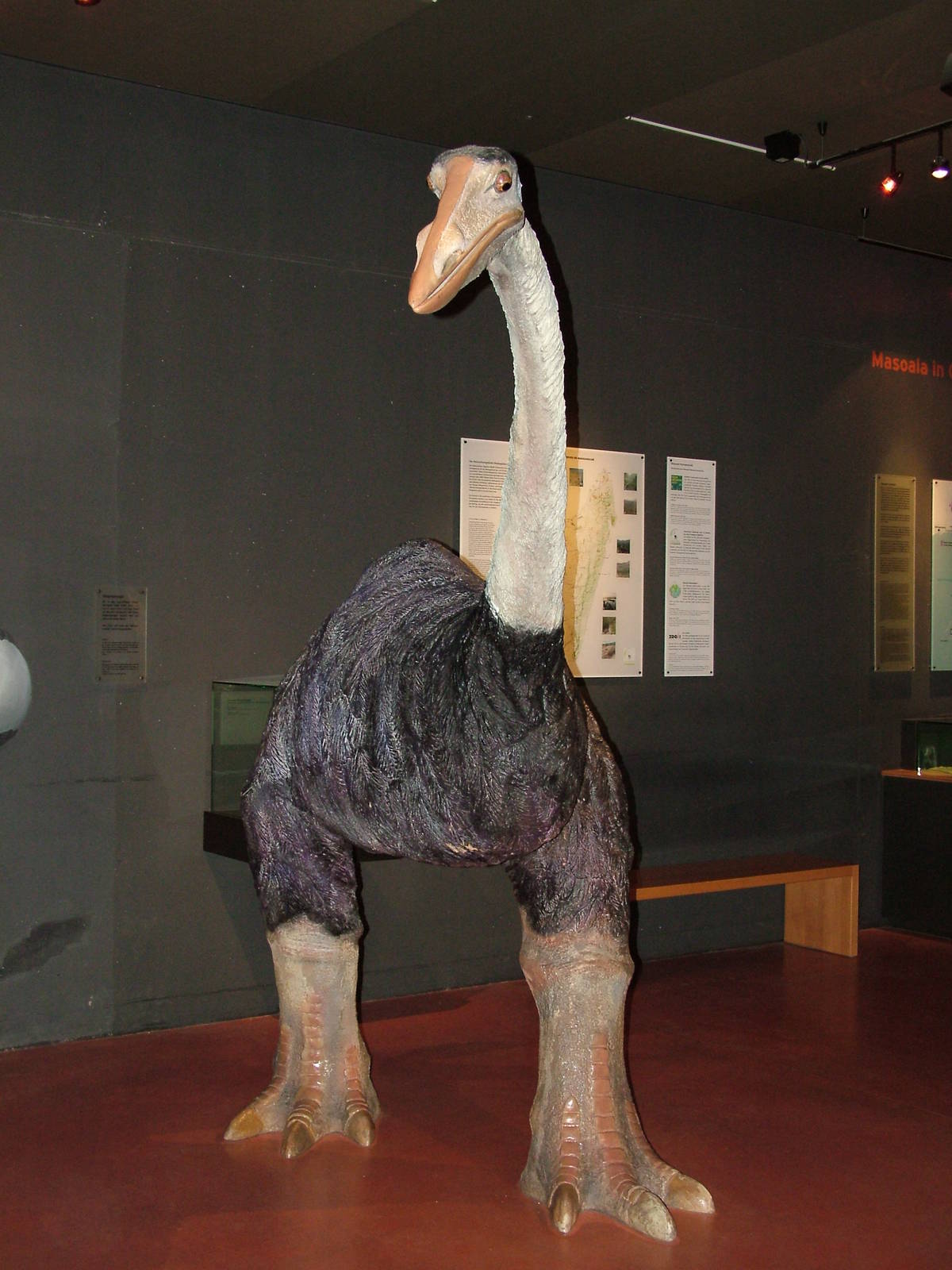 Elephant Bird in the exhibition area, Masoala Rainforest at Zurich 31/08/09