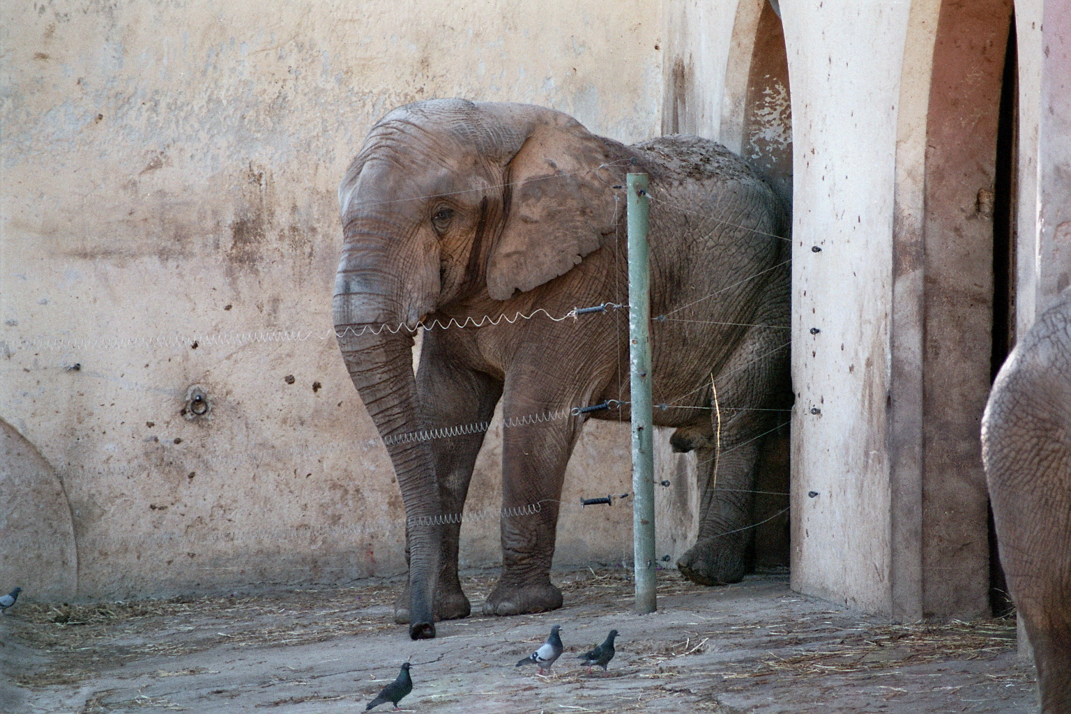 Elephant Breeding Bull in his spacious exhibit