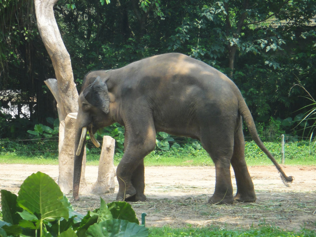 elephant bull - 2011