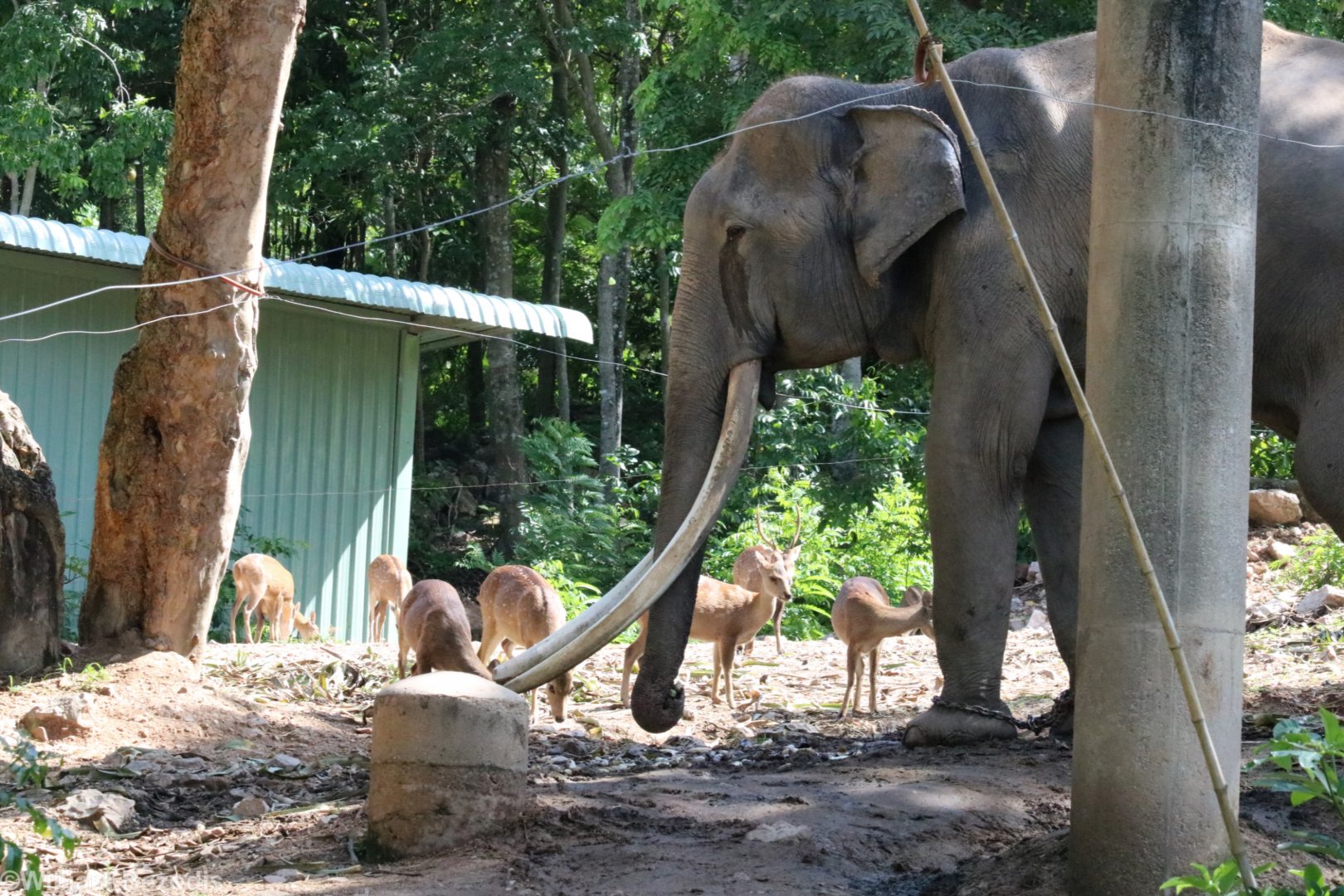 Elephant Bull and Hog Deer