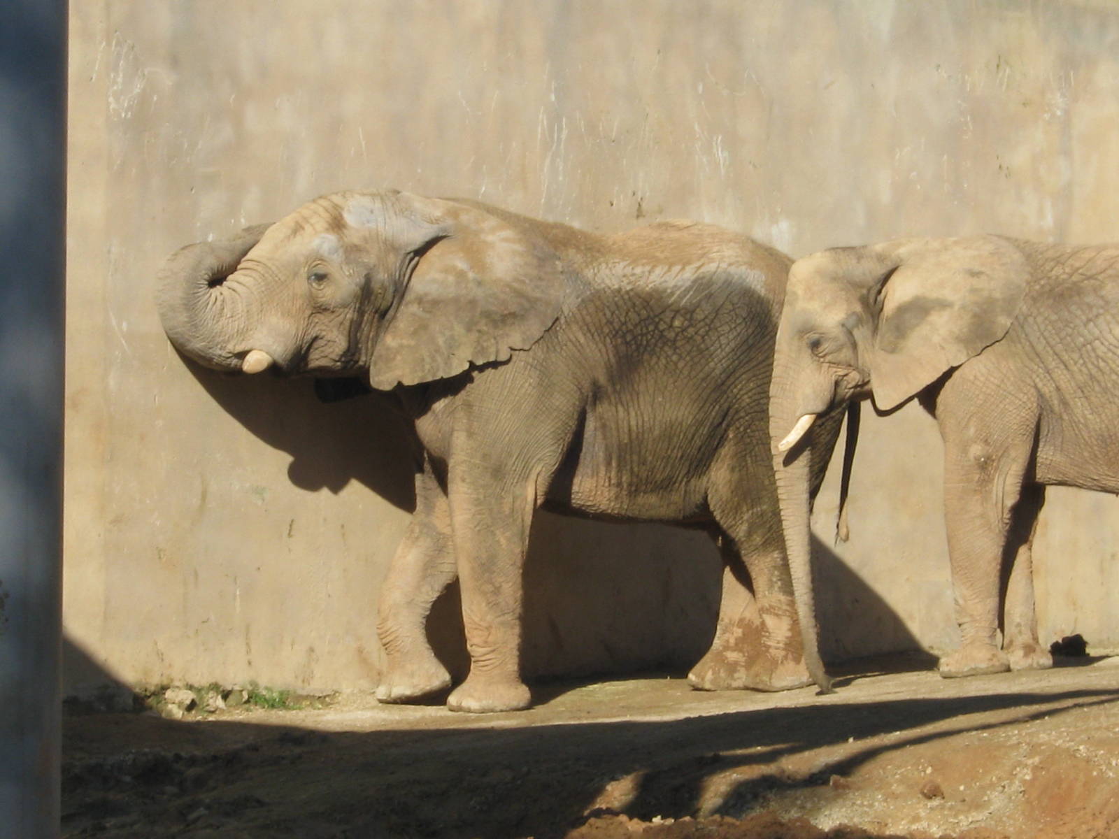 Elephant Bull and youngster