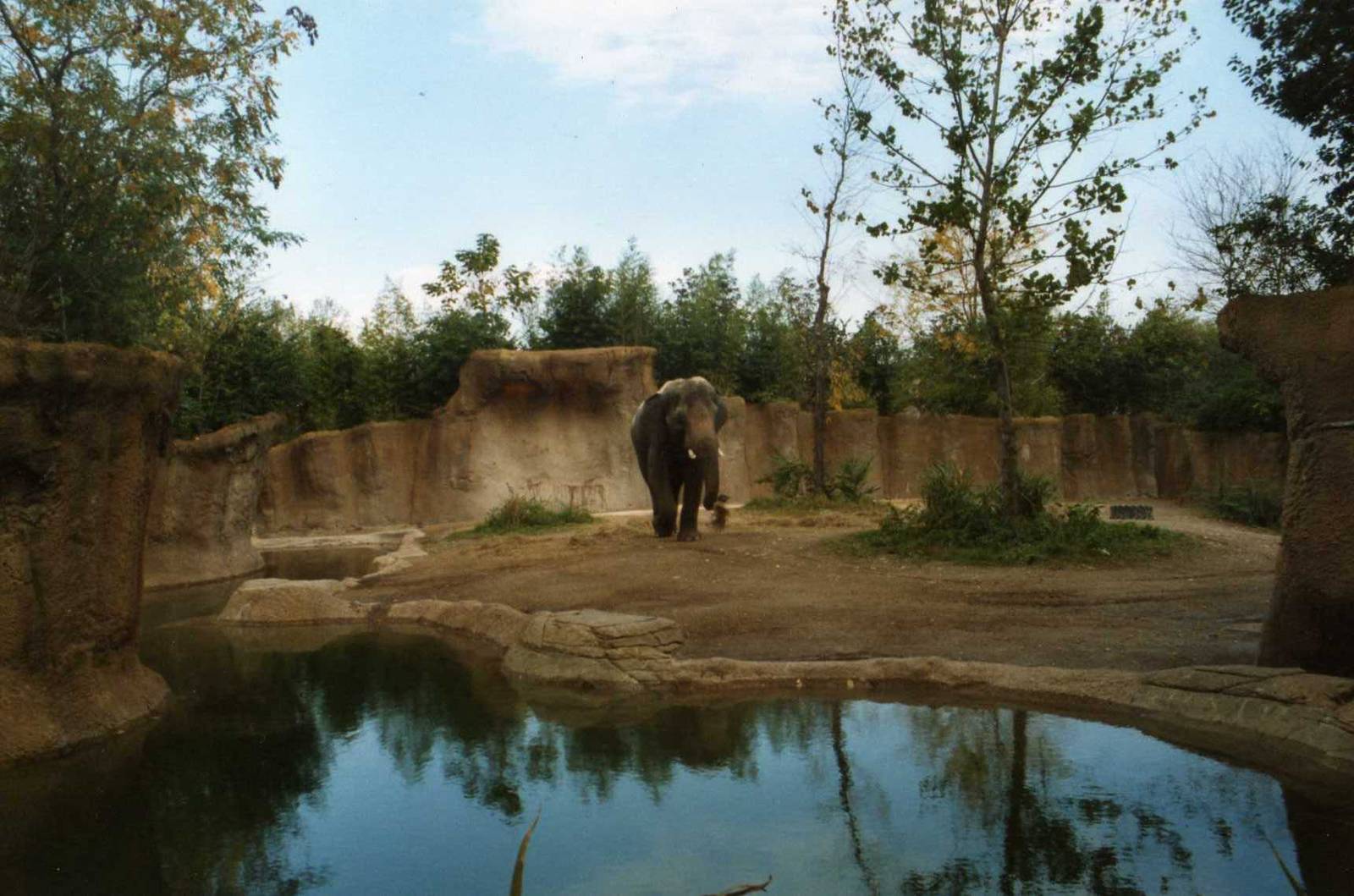 Elephant bull Exhibit