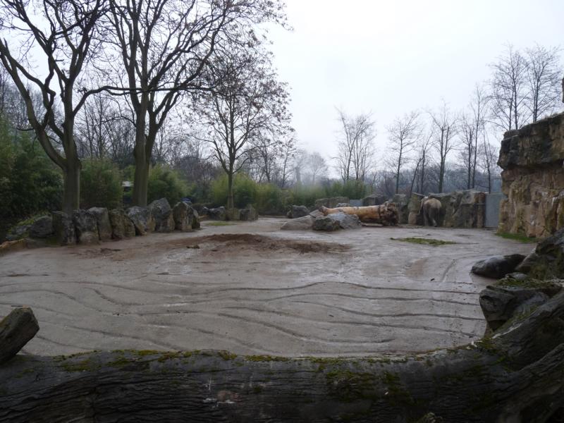 Elephant Bull Exhibit