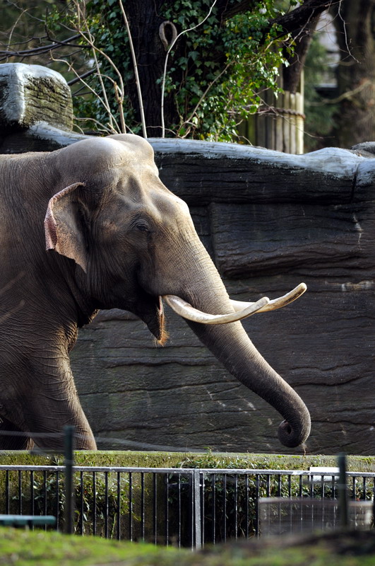 Elephant bull Hussein at Hamburg