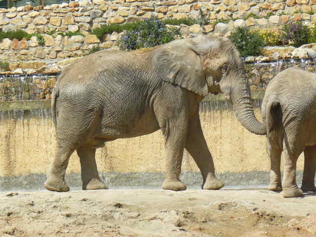 Elephant Bull - Lisbon Zoo