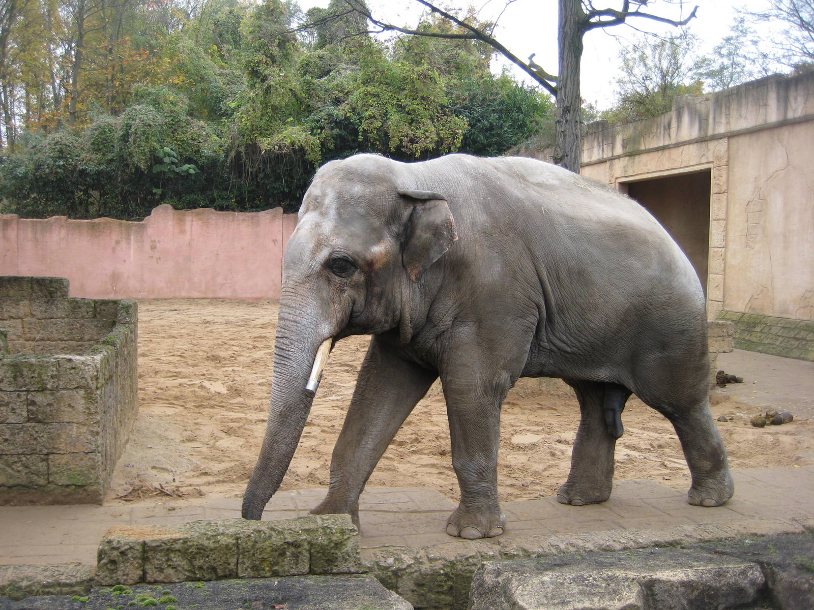 Elephant Bull Nicolai