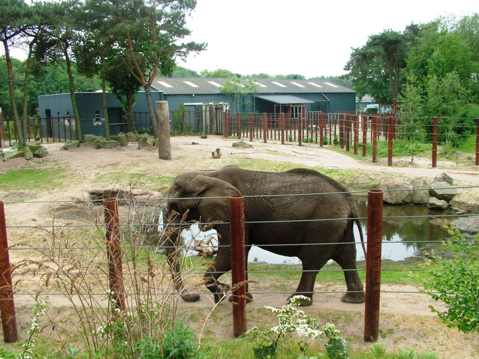 Elephant Bull Pen at Beekse Bergen, 31/05/12