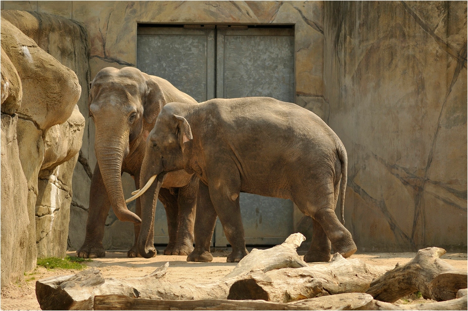 Elephant-bulls at Köln Zoo