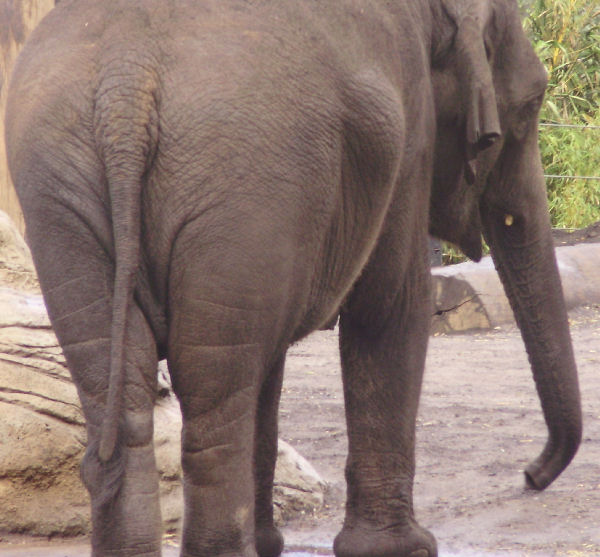 Elephant bum!