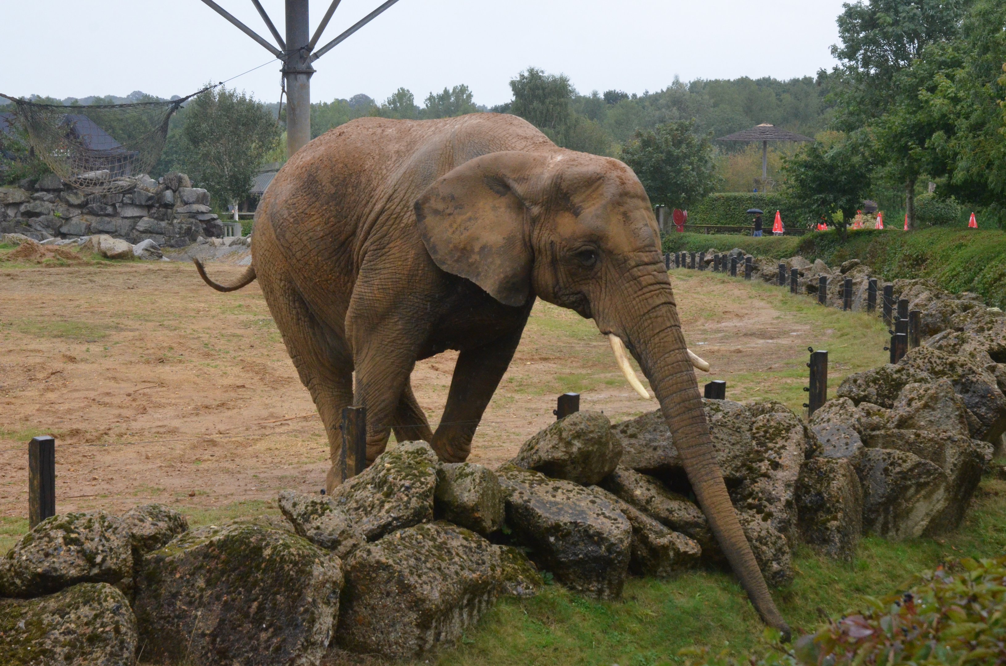 Elephant Bush Walk at Colchester, 09/09/19