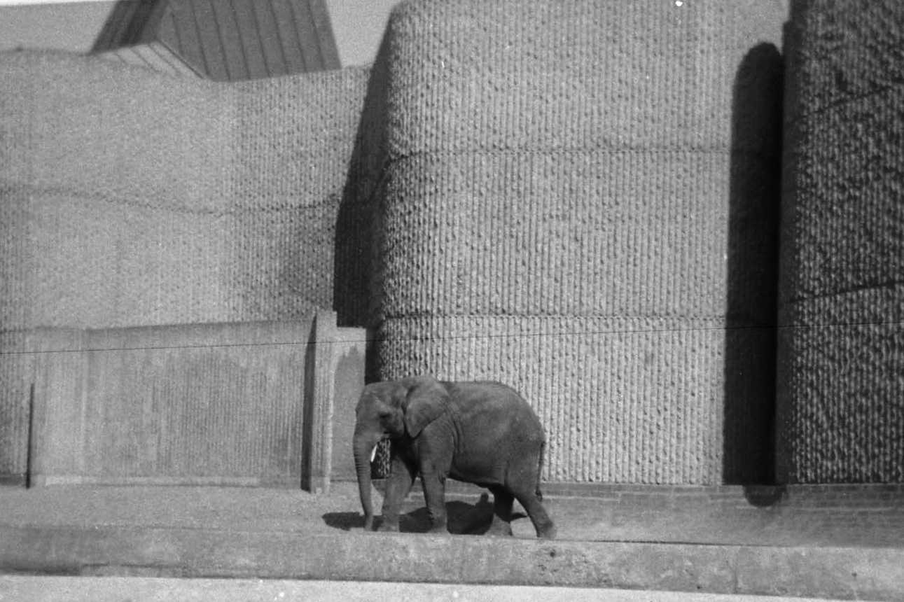 Elephant c1968, I think this may be Toto