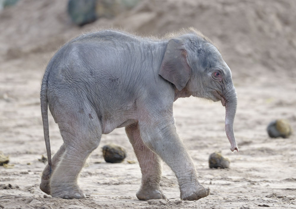 Elephant calf, 18 hours old
