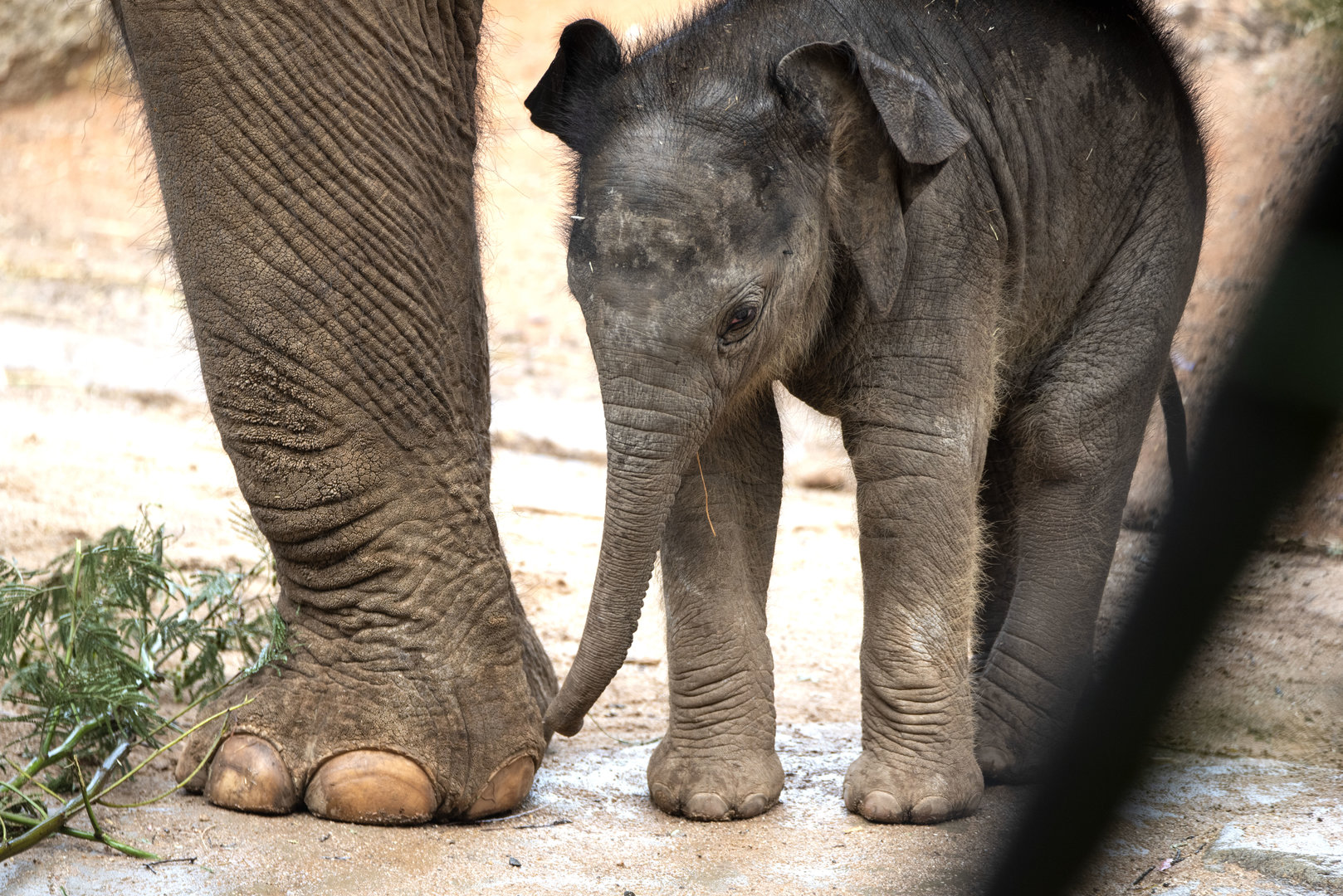 Elephant calf 'Aiyara'