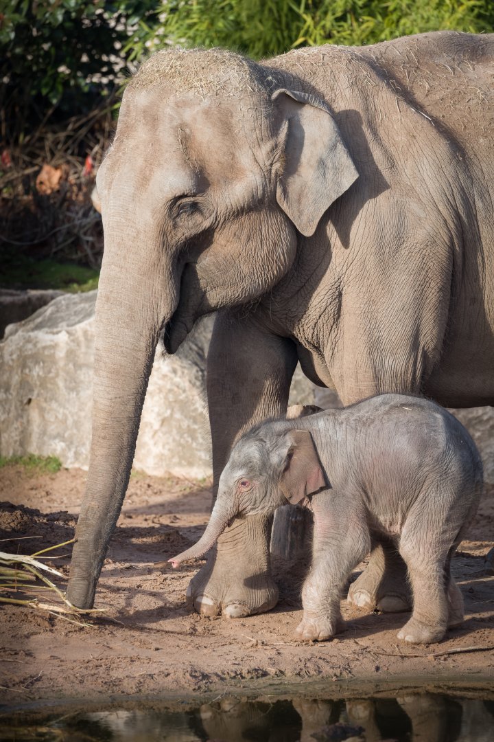 Elephant Calf and Mother - 18/12/2016