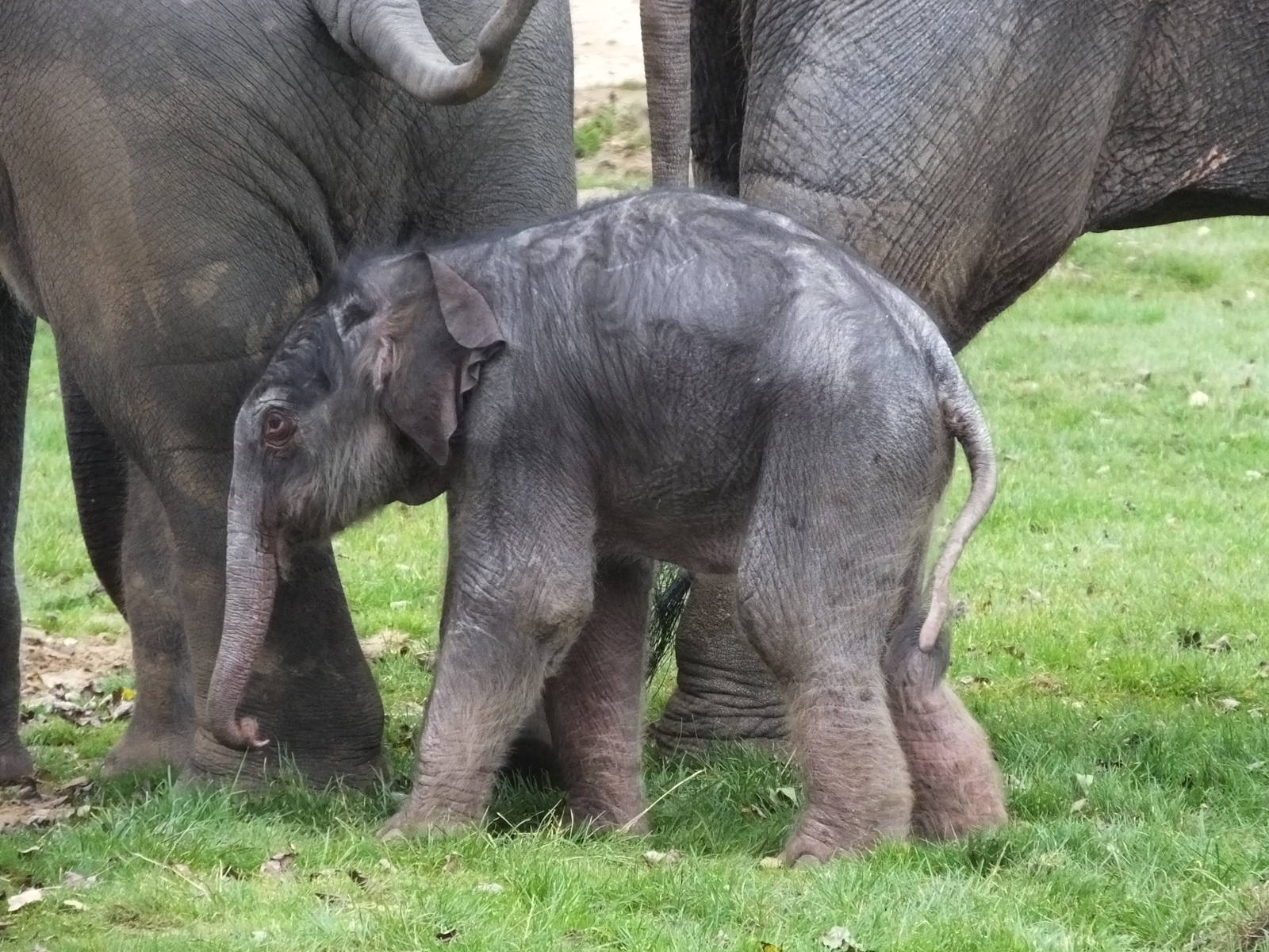 Elephant calf b.12/10/13