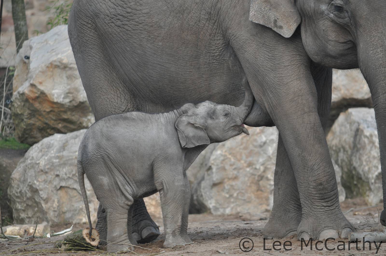 Elephant Calf Feeding