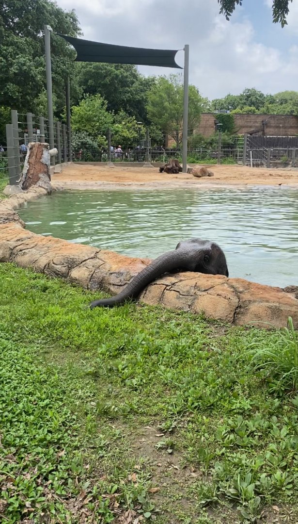 Elephant Calf in Pool