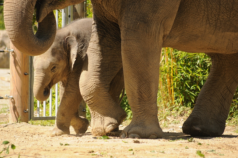 Elephant calf Ludwig