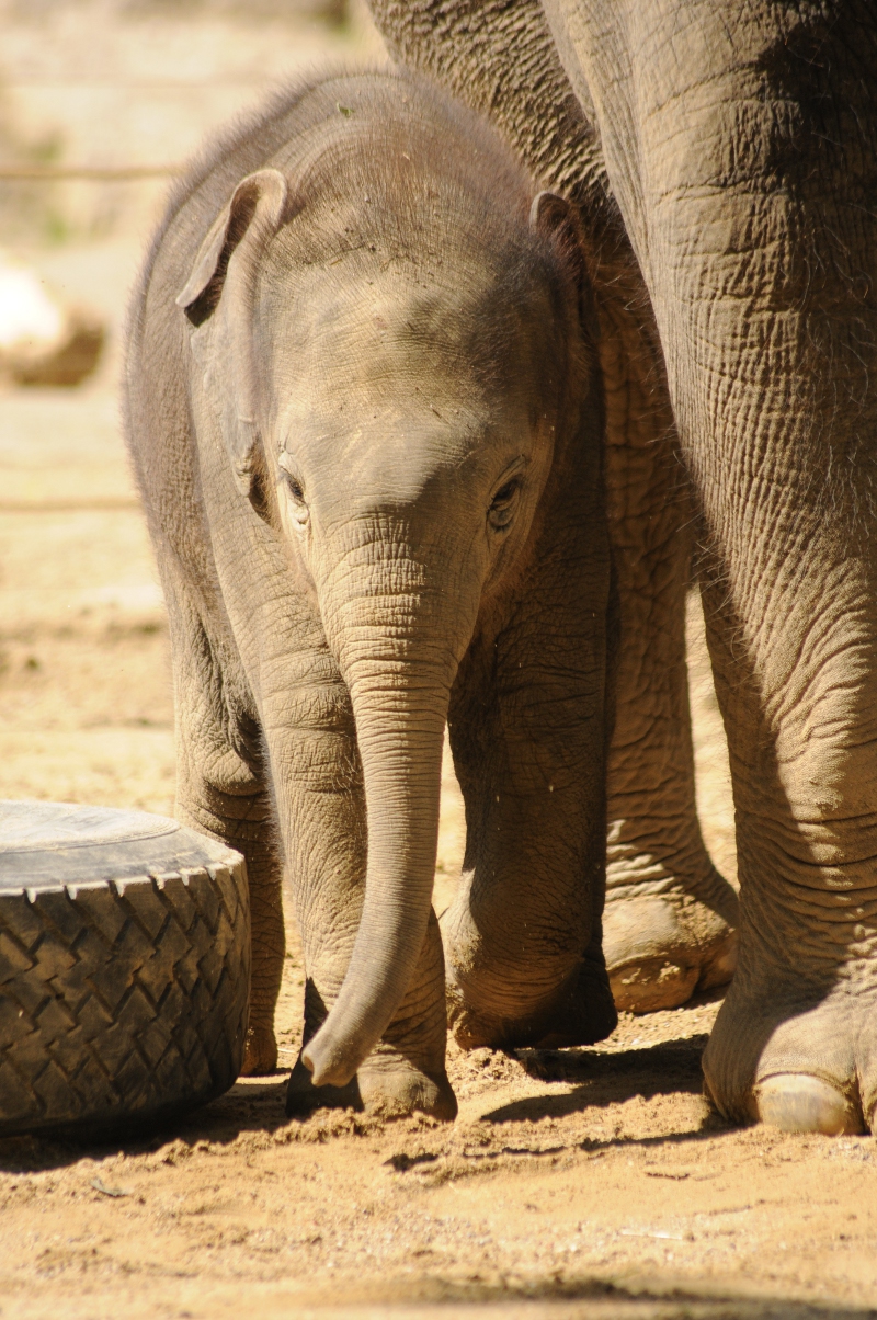 Elephant calf Ludwig