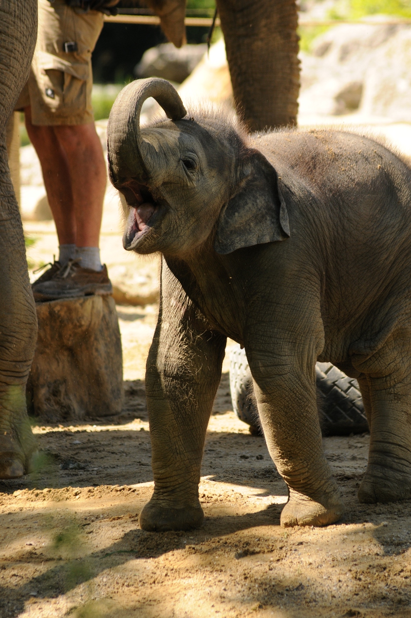 Elephant calf Ludwig