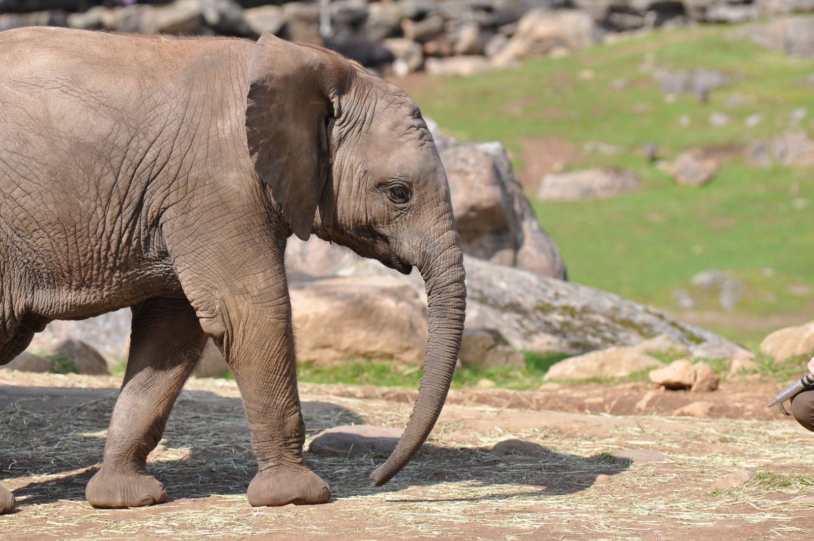 Elephant Calf M´changa
