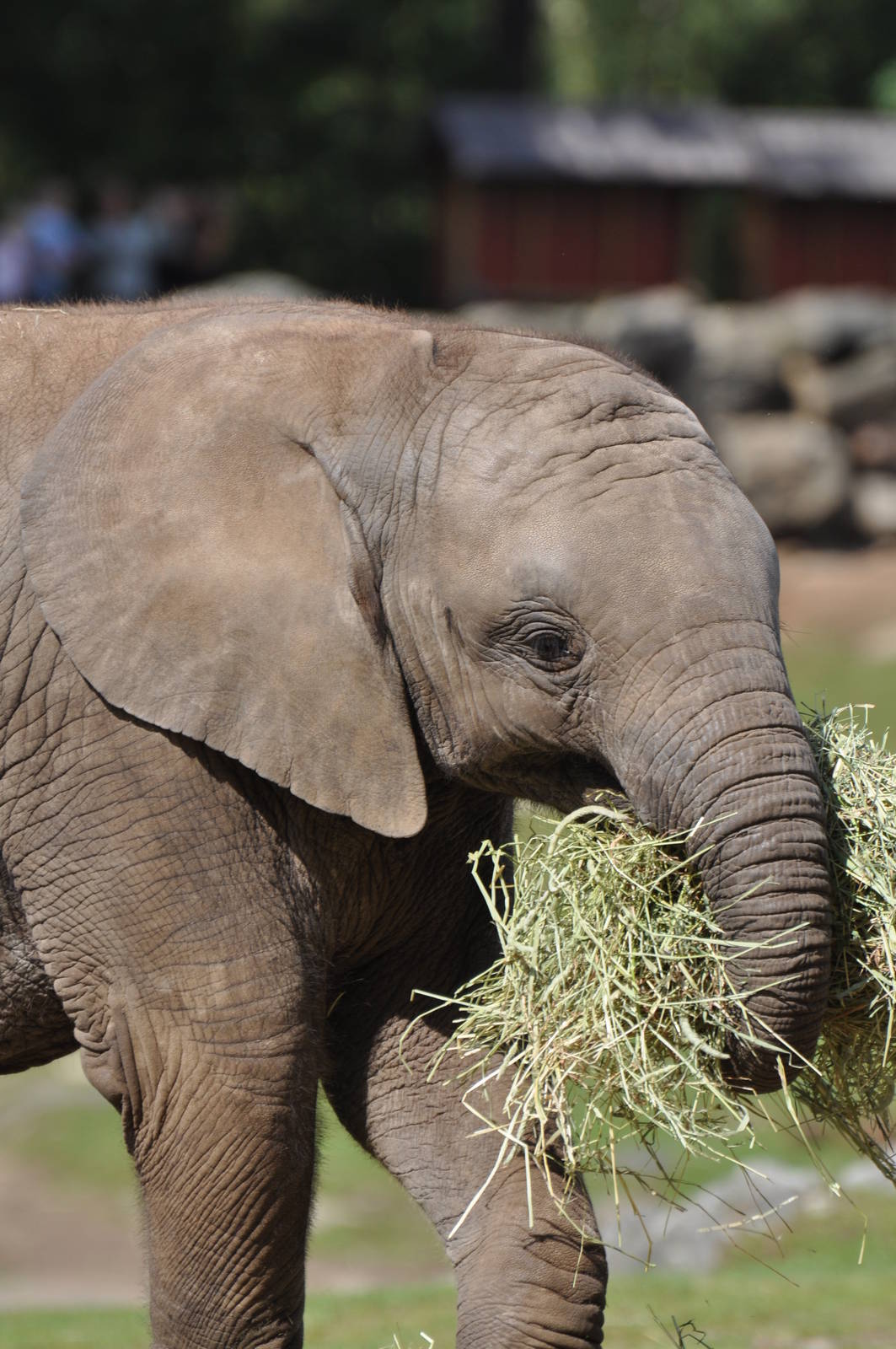 Elephant Calf M´changa
