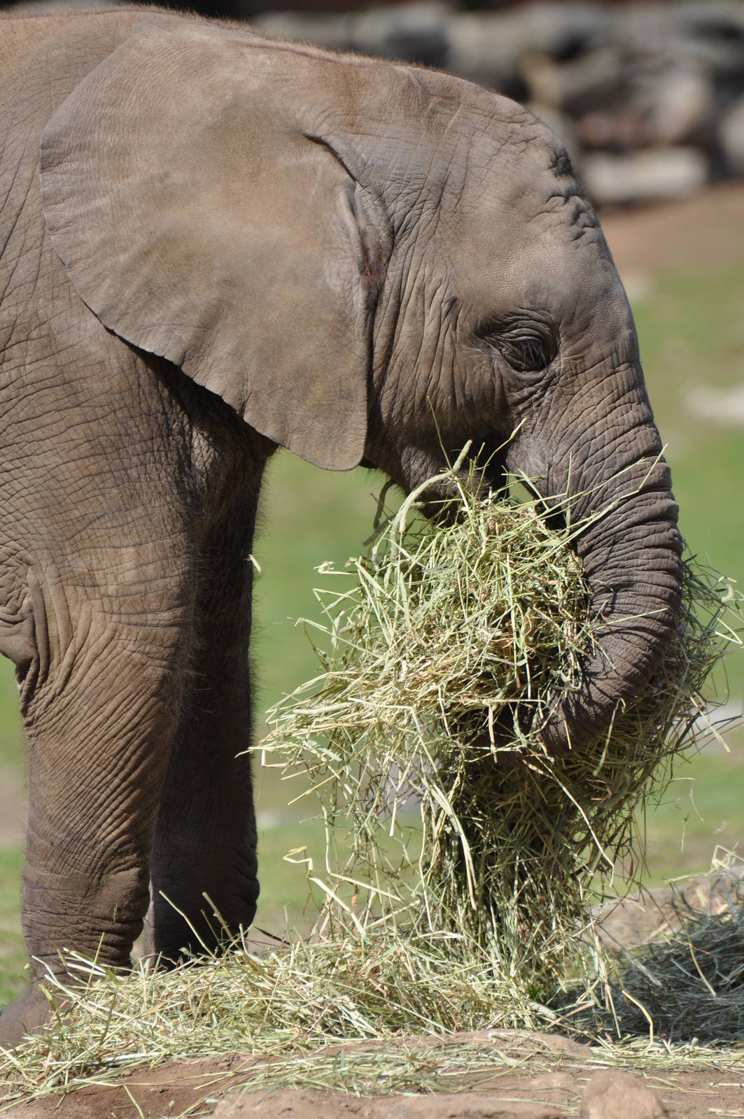 Elephant Calf M´changa