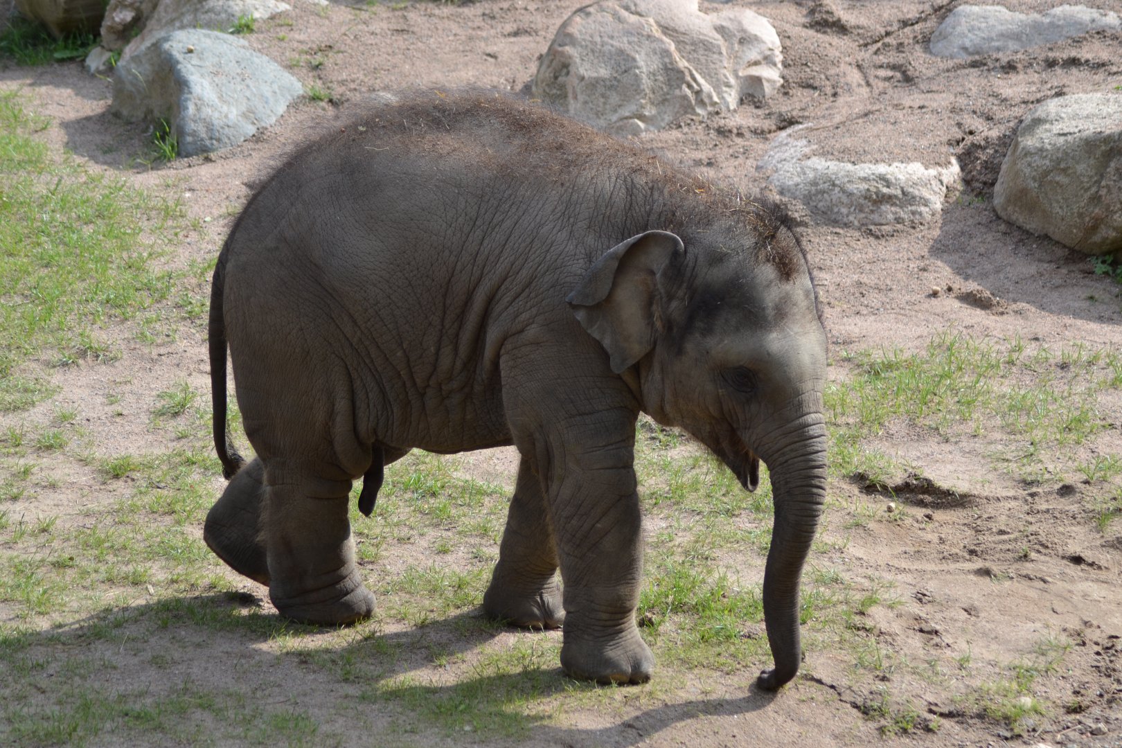 Elephant calf Namsai at Kolmården