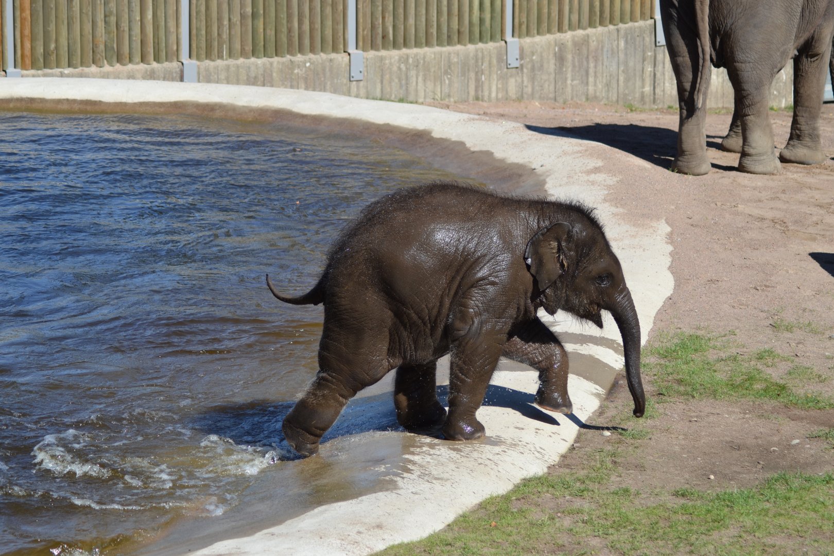 Elephant calf Namsai in Kolmården