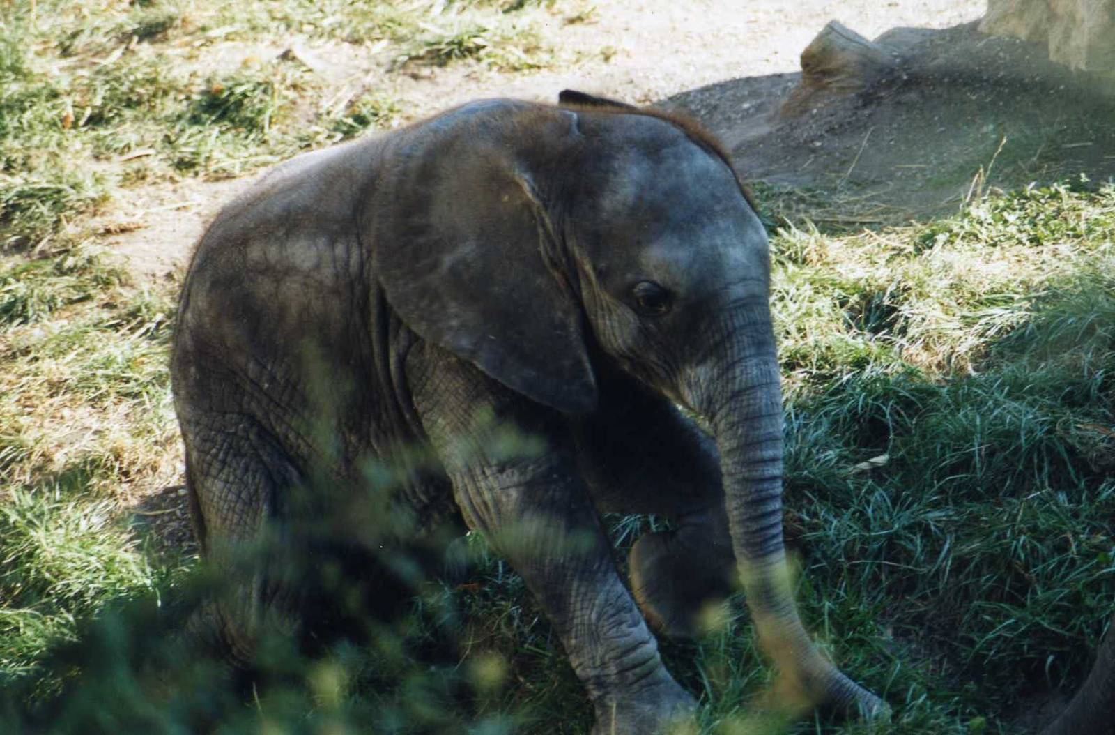 Elephant calf playing in grass