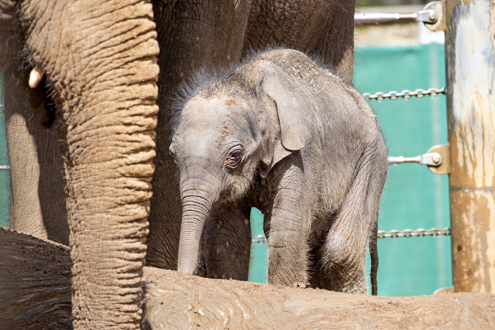Elephant calf 'Roi Yim'