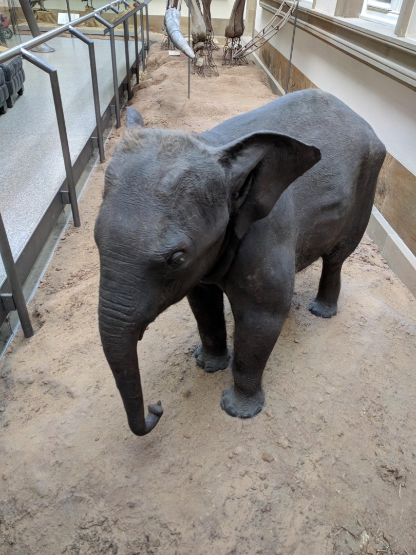Elephant calf Stuttgart Natural History Museum 2019