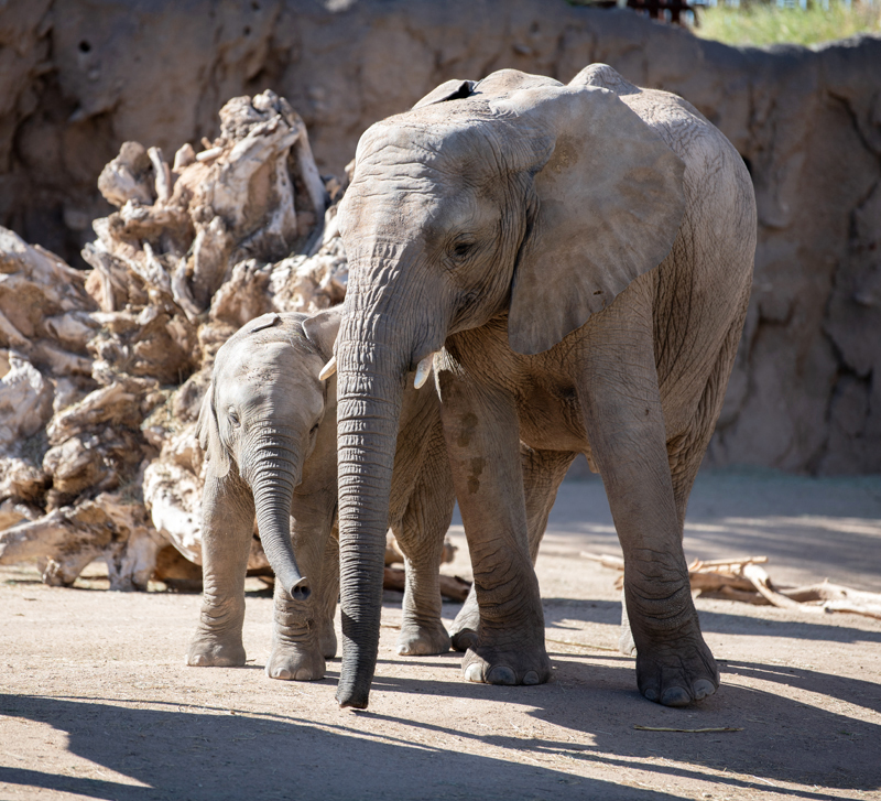 elephant calf with older brother