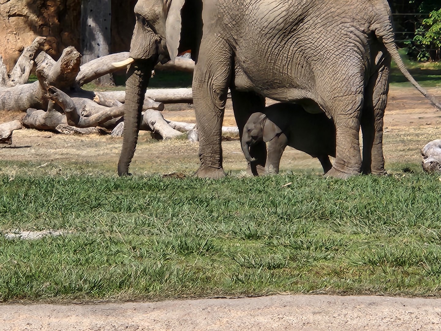 Elephant calf