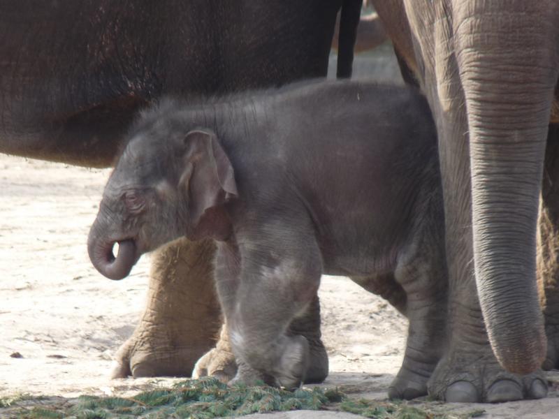 Elephant calf