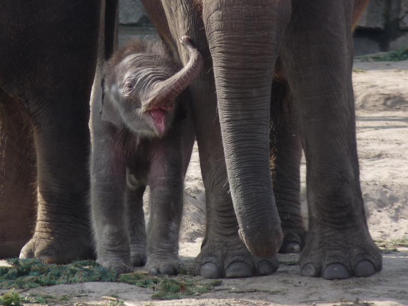 Elephant calf