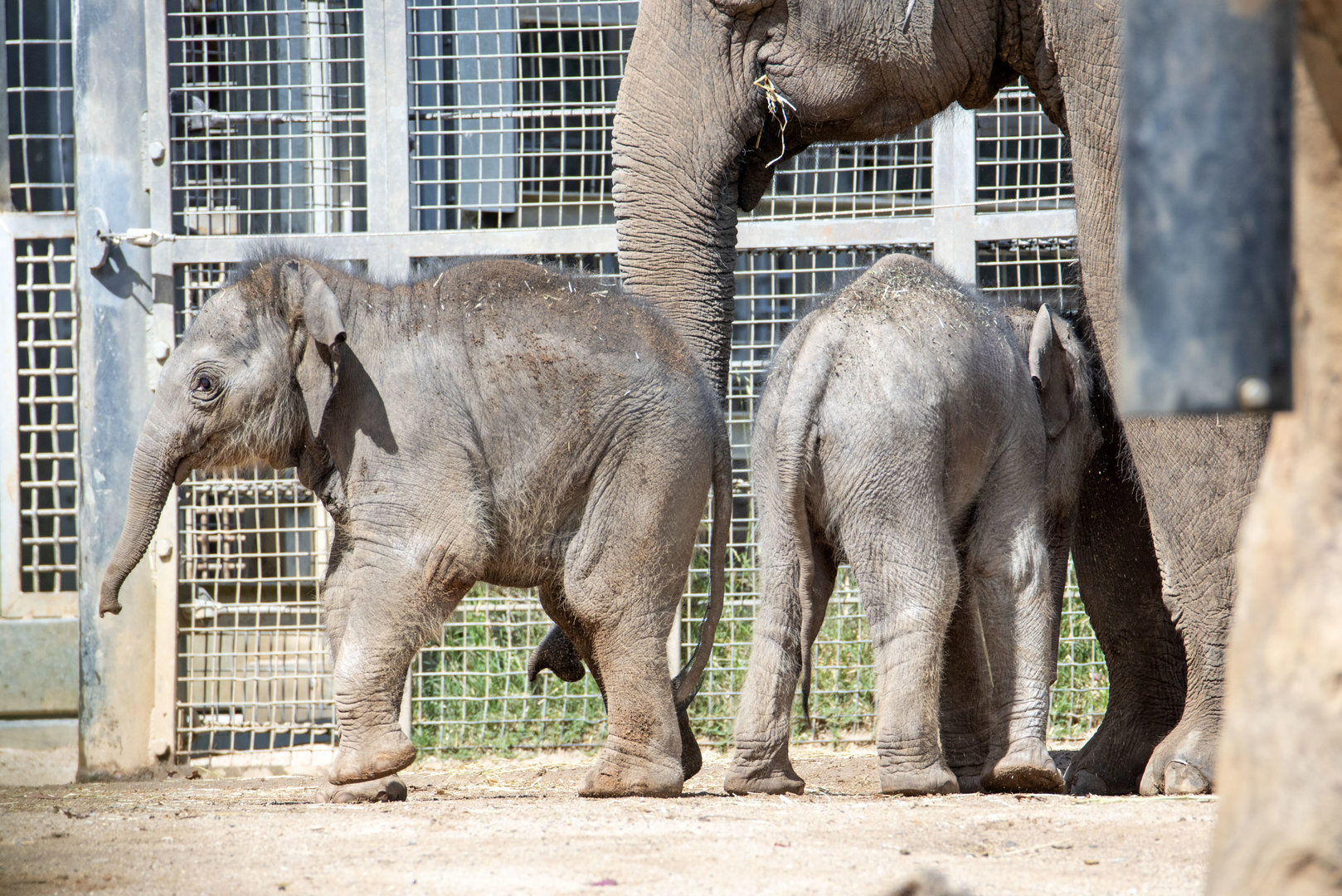 Elephant calves 'Aiyara' and 'Roi Yim' with 'Mali'