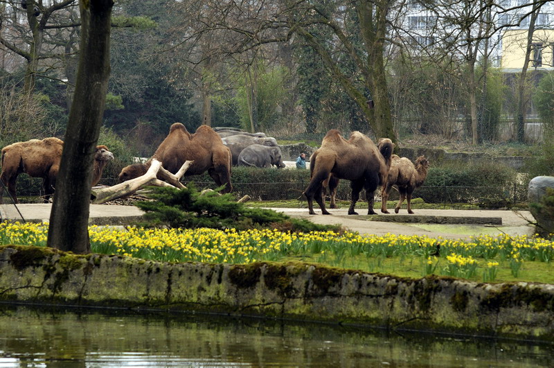 Elephant-Camel-Waterfowl-Panorama