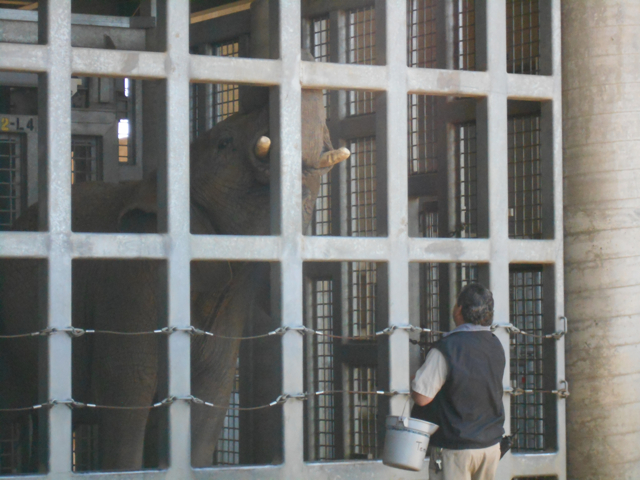 Elephant care demonstration