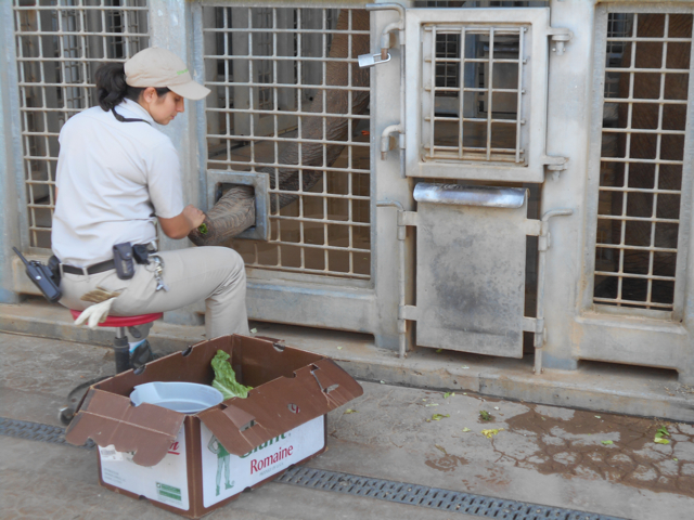 Elephant care demonstration