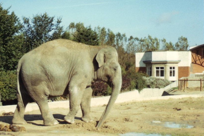 Elephant circa Easter 1987
