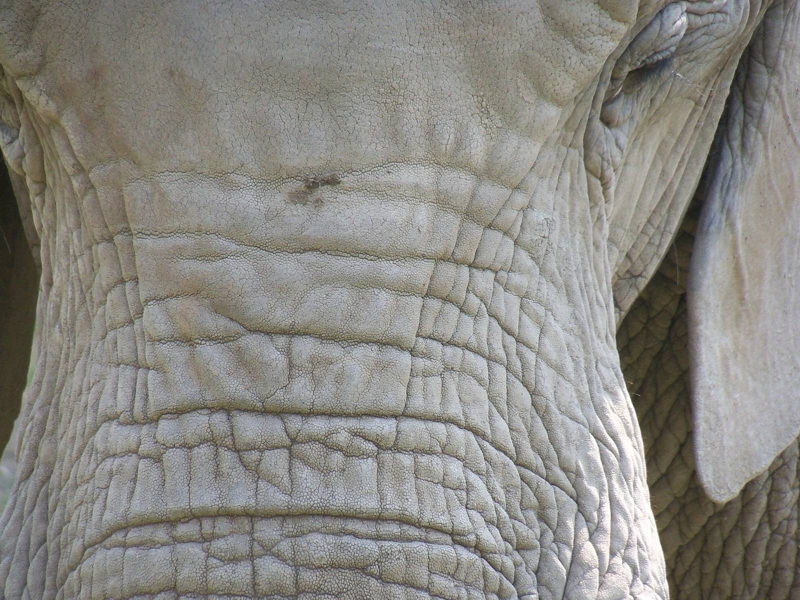 Elephant Close-up