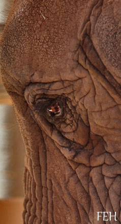 elephant closeup